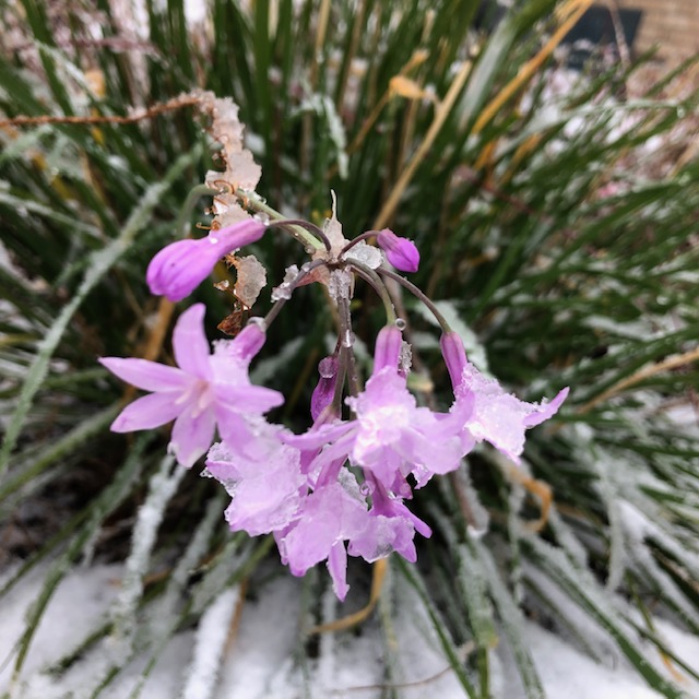 Snow and ice on society garlic